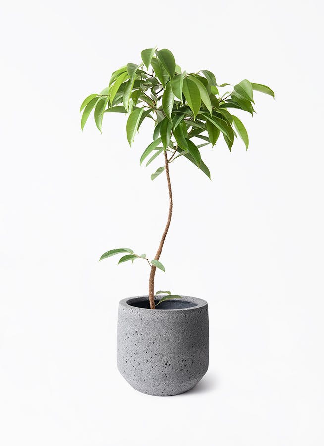 観葉植物 フィカス アムステルダムキング 7号 曲り パボ ミドル ラテル