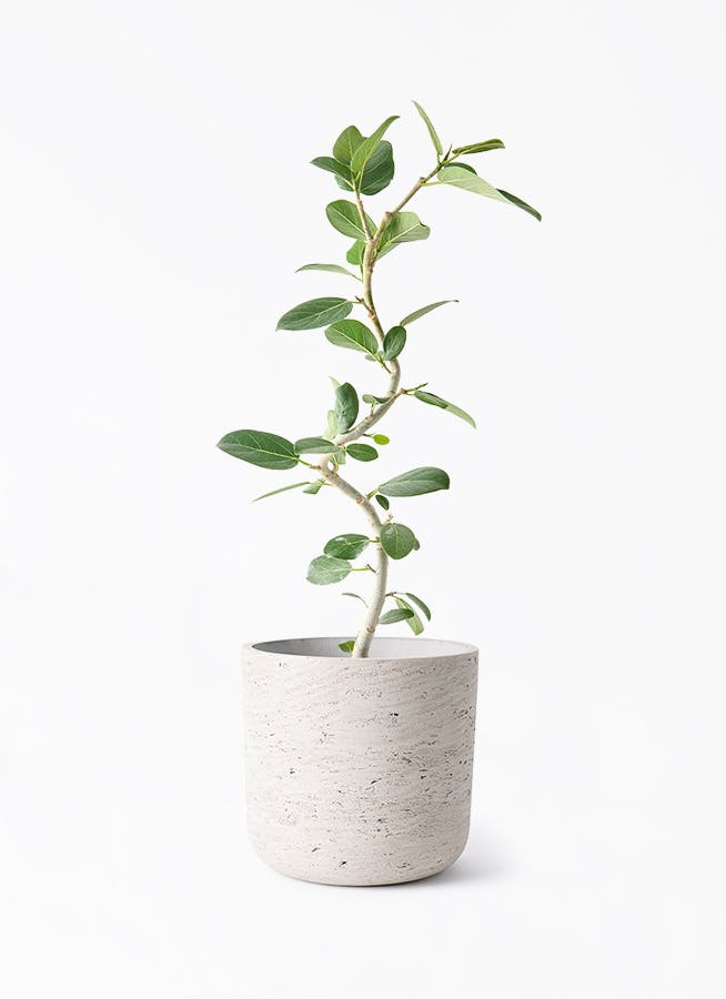 フィカス ベンガレンシス | 観葉植物の通販ならHitoHana