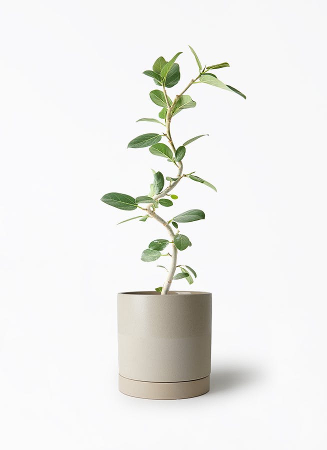 フィカス ベンガレンシス 曲がり | 観葉植物の通販ならHitoHana