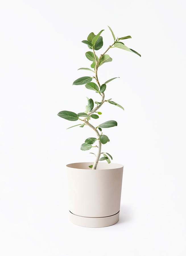 フィカス　ベンガレンシス1 フィカス・ベンガレンシス 092401 通販 ［詳細ページ］ *tree tree*