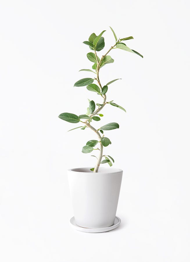 5号サイズの観葉植物 | 送料無料でお届け | Hitohana（ひとはな）