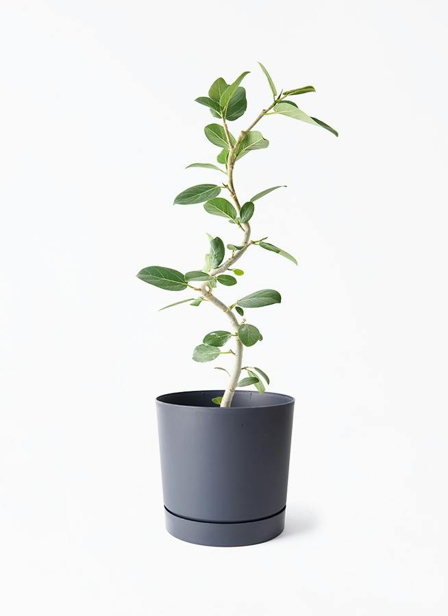 フィカス ベンガレンシス | 観葉植物の通販ならHitoHana