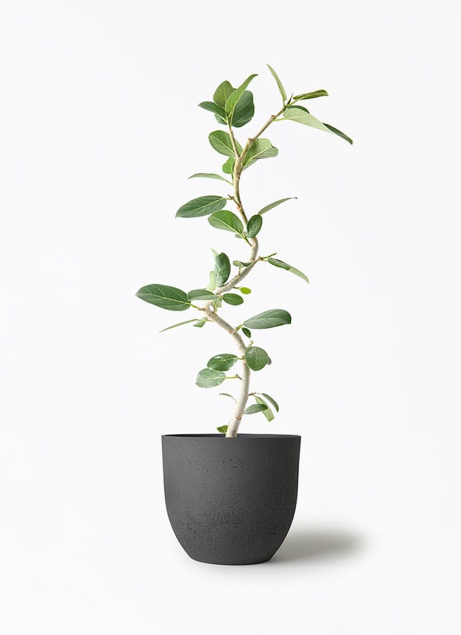 観葉植物 フィカス ベンガレンシス 5号 曲り インティ M 濃グレイ 付き