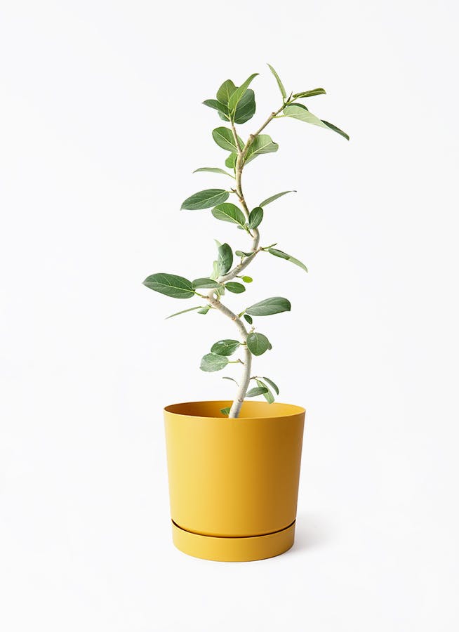 鉢カバー付きの観葉植物 | HitoHana（ひとはな）