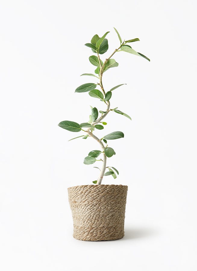 観葉植物 フィカス ベンガレンシス フィカス・ベンガレンシス S | 観葉植物の通販 AND PLANTS (アンド