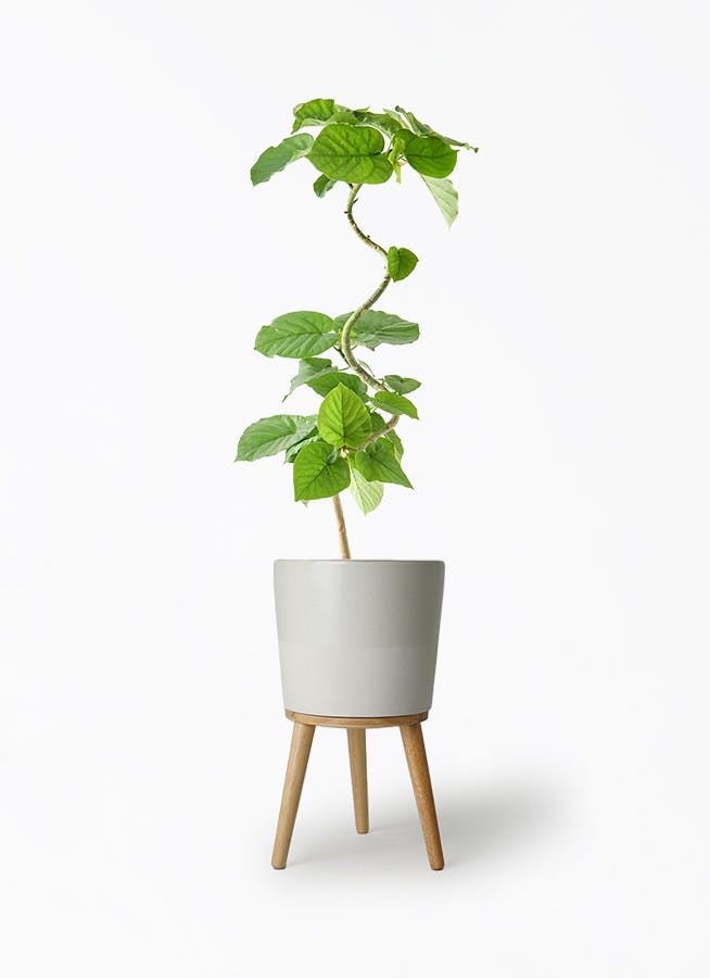 フィカス ウンベラータ 5号 | 観葉植物通販 HitoHana（ひとはな）