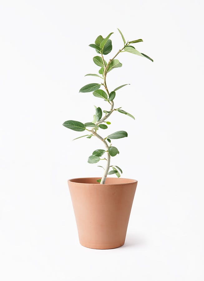 フィカス ベンガレンシス | 観葉植物の通販ならHitoHana