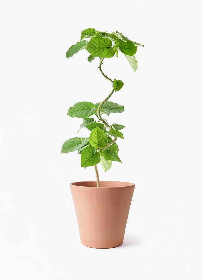 ficus-umbellata-1305_1.jpg