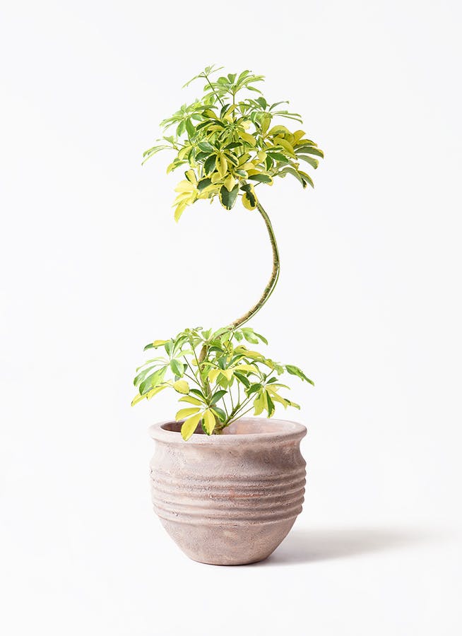 観葉植物 カポック（シェフレラ） 7号 ハッピーイエロー 曲り テラ