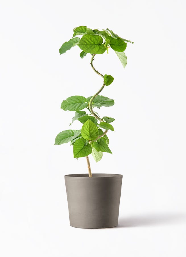 スペシャルオファ 観葉植物 フィカス シリンドリコ 曲り 5号 ウンベラータ フィカス