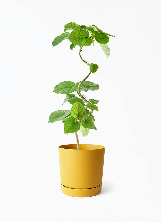 観葉植物 フィカス ウンベラータ 5号 曲り プロスパー トゥーボ