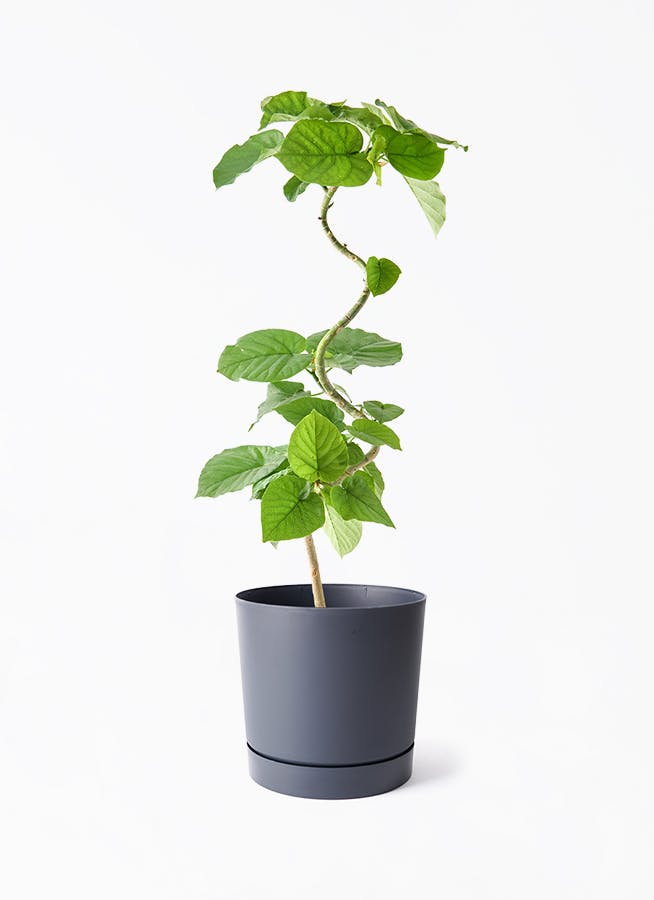 フィカス ウンベラータ 5号 曲がり | 観葉植物通販 HitoHana（ひとはな）