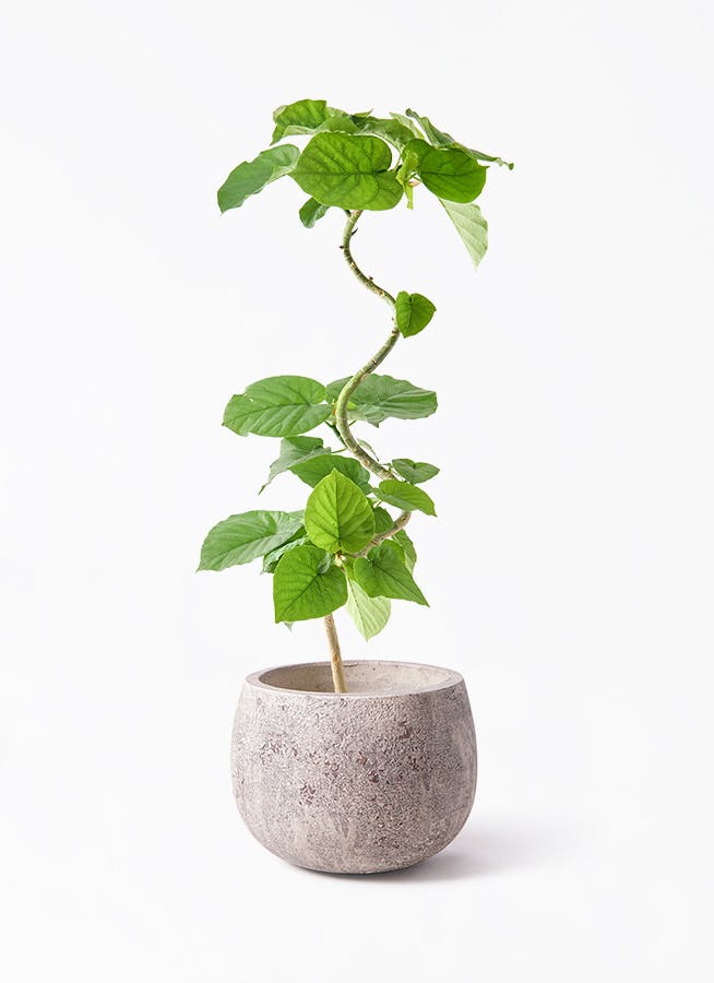 フィカス ウンベラータ 曲がり | 観葉植物通販 HitoHana（ひとはな）