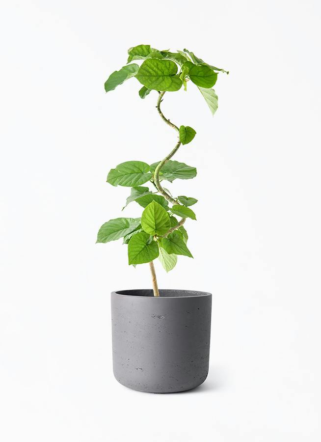 フィカス ウンベラータ 5号 | 観葉植物通販 HitoHana（ひとはな）