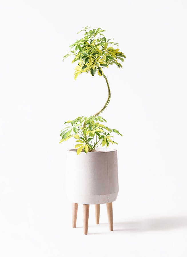 シェフレラ ハッピーイエロー 7号 | 観葉植物 | インテリアやギフトに