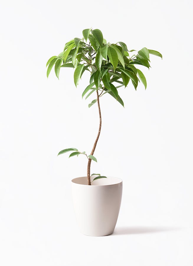 【2025年】エレガントファッションを上品に着 フィカス アムステルダムキング 曲がり | 観葉植物通販 HitoHana フィカス