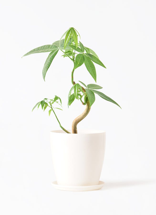 パキラ 実生（みしょう） | 観葉植物の通販ならHitoHana