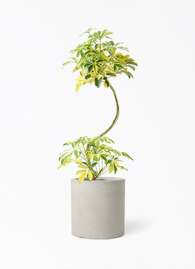 観葉植物 ユーカリ 7号 グニー コーディル シリンダー グレー