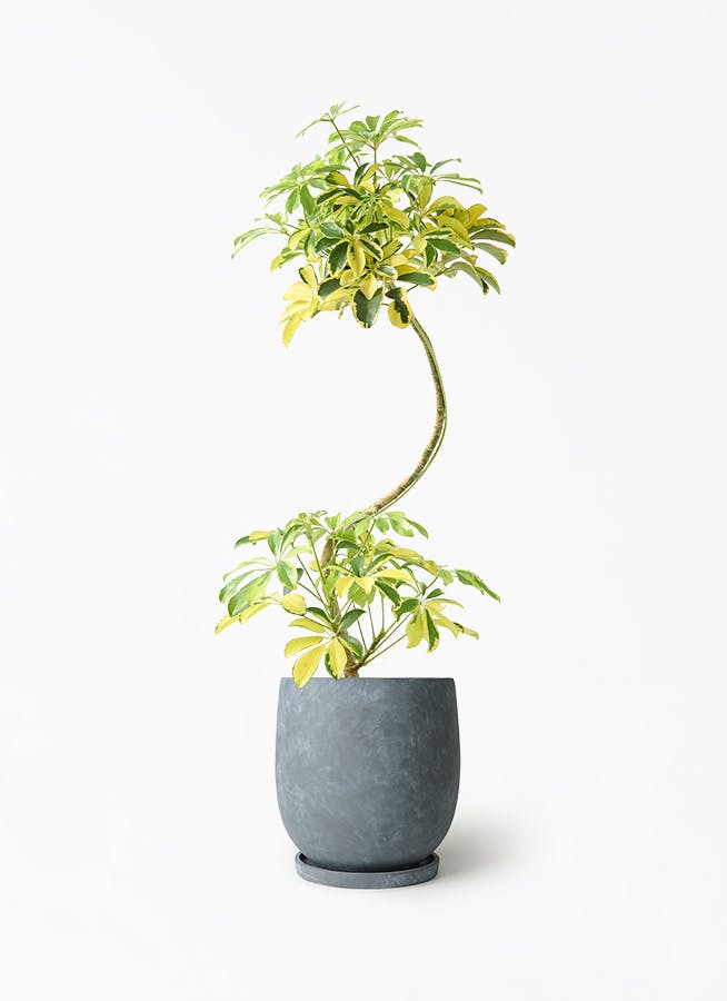 シェフレラ・カポック 60cm〜70cm程 ☆ シェフレラ（カポック） 7号 | 観葉植物の通販ならHitoHana（ひとはな）