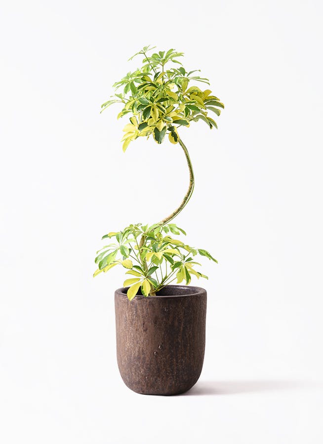 観葉植物 フィロデンドロン 7号 オージー（クッカバラ） ビトロ
