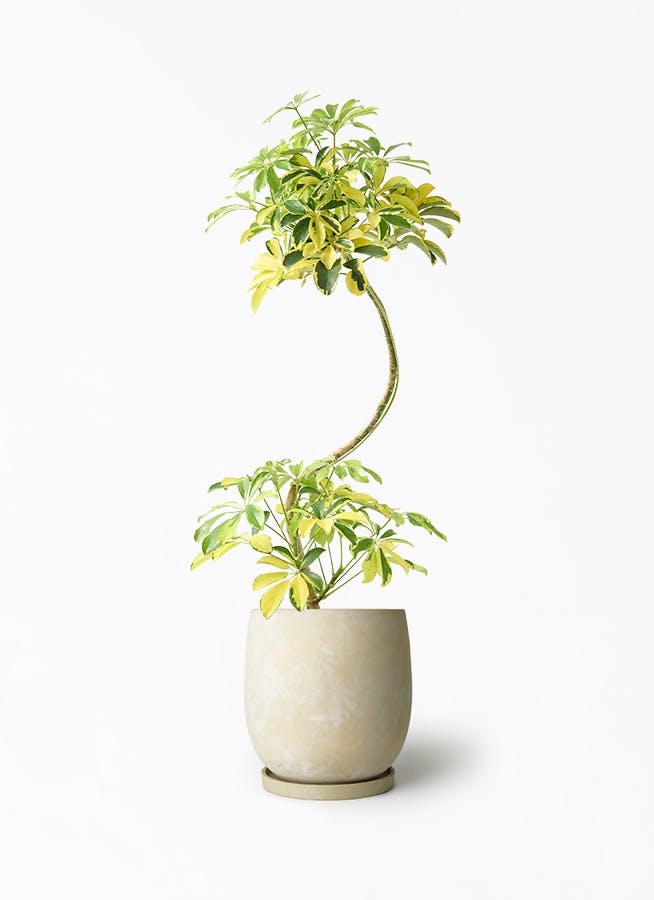 シェフレラ ハッピーイエロー 7号 | 観葉植物 | インテリアやギフトに