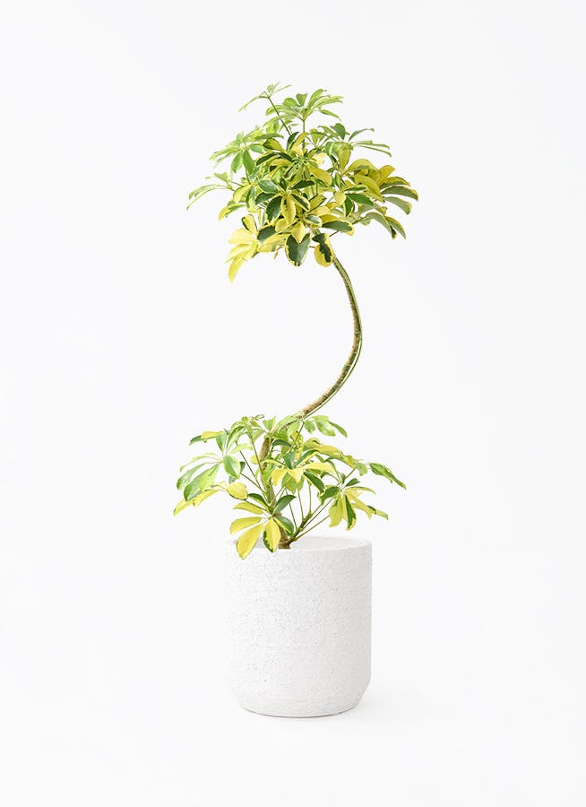 シェフレラ ハッピーイエロー 7号 | 観葉植物 | インテリアやギフトに