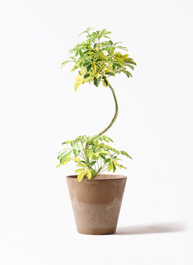 観葉植物 フィカス ベンガレンシス7号 曲り アートストーン ラウンド