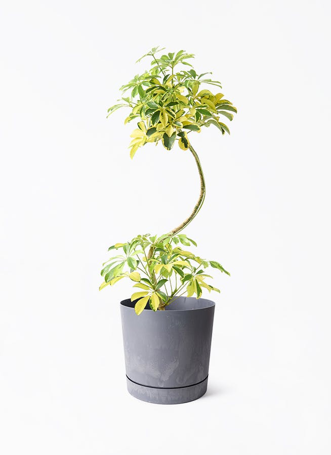 特大　希少　クロコダイルファーン　白鉢セラアート鉢　観葉植物　現物 imgrc0098041988.jpg