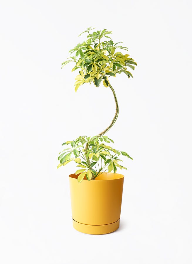 7号サイズの観葉植物 | 通販専門店 HitoHana（ひとはな）