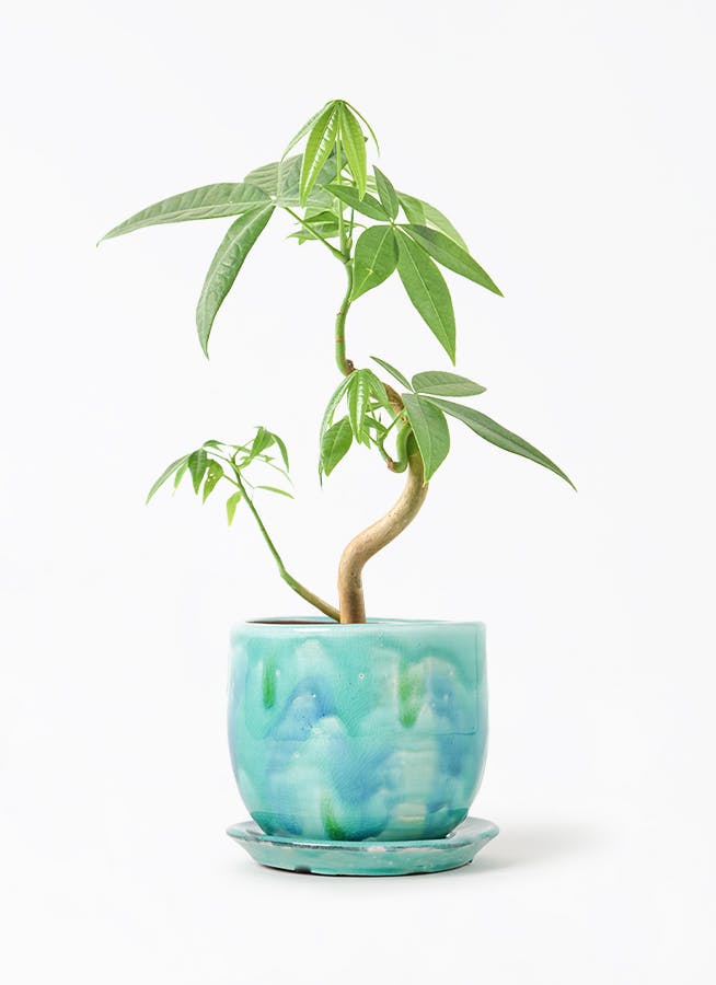 超絶希少❗️完全実生❗️フルムーン❗️パキラ　ムーンライト　実生✨ 超希少❗️パキラ ムーンライト 実生 挿し木✨ - メルカリ