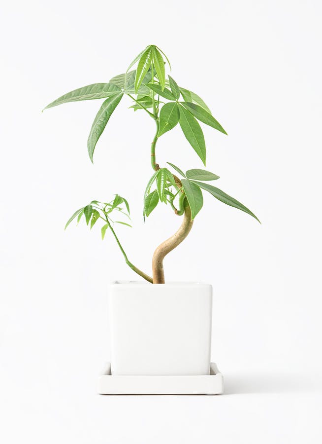 パキラ 実生（みしょう） | 観葉植物の通販ならHitoHana