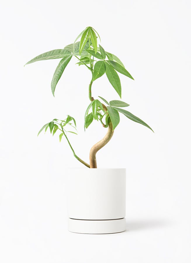 パキラ | 観葉植物の通販ならHitoHana（ひとはな）