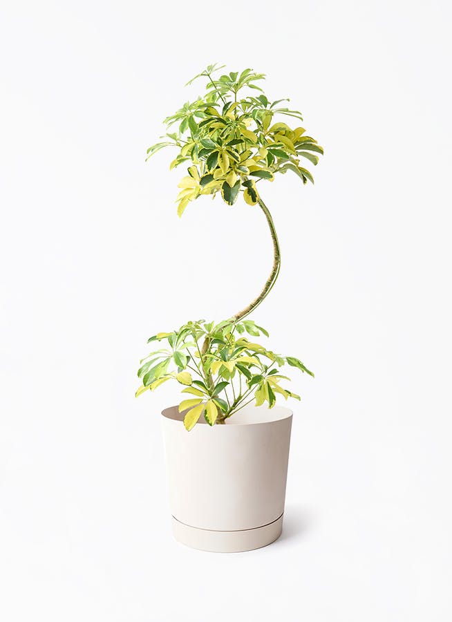 7号サイズの観葉植物 | 通販専門店 HitoHana（ひとはな）