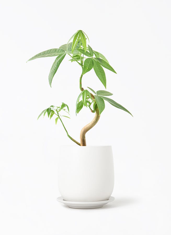 パキラ | 観葉植物の通販ならHitoHana（ひとはな）