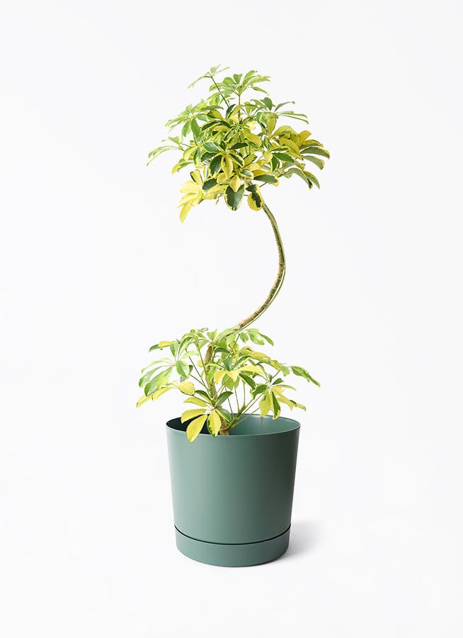 その他観葉植物 sucindapsus peacock カポック（シェフレラ） 7号 | 観葉植物の通販ならHitoHana（ひとはな）