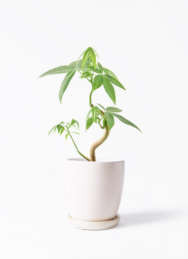 健康的なパキラ 約2メートル 白鉢付き パキラ | 観葉植物の通販ならHitoHana（ひとはな）