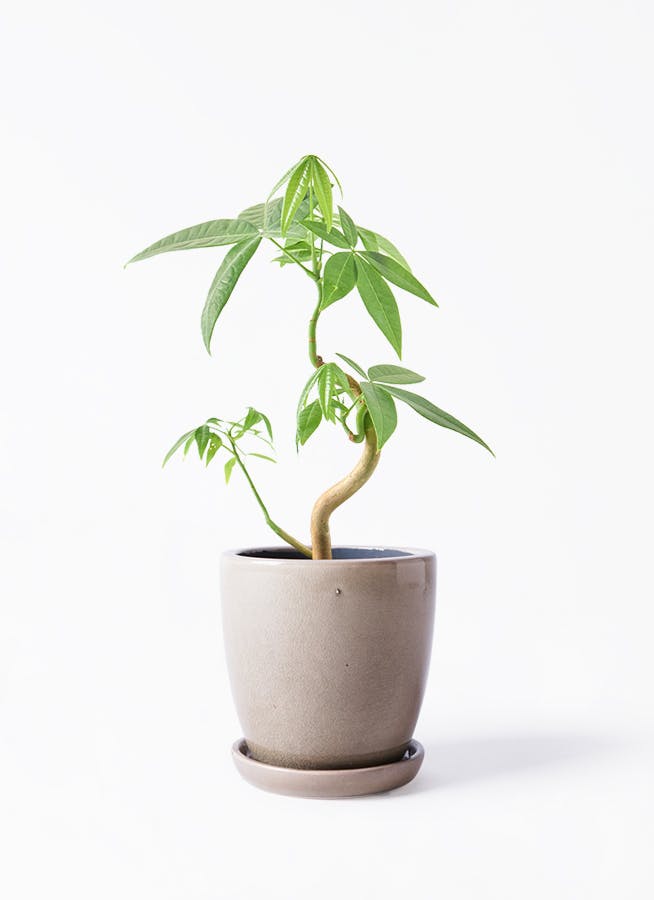 パキラ | 観葉植物の通販ならHitoHana（ひとはな）