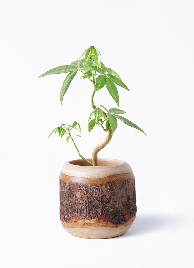 パキラ | 観葉植物の通販ならHitoHana（ひとはな）