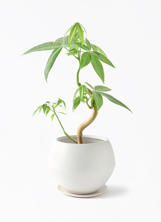 パキラ 実生（みしょう） | 観葉植物の通販ならHitoHana