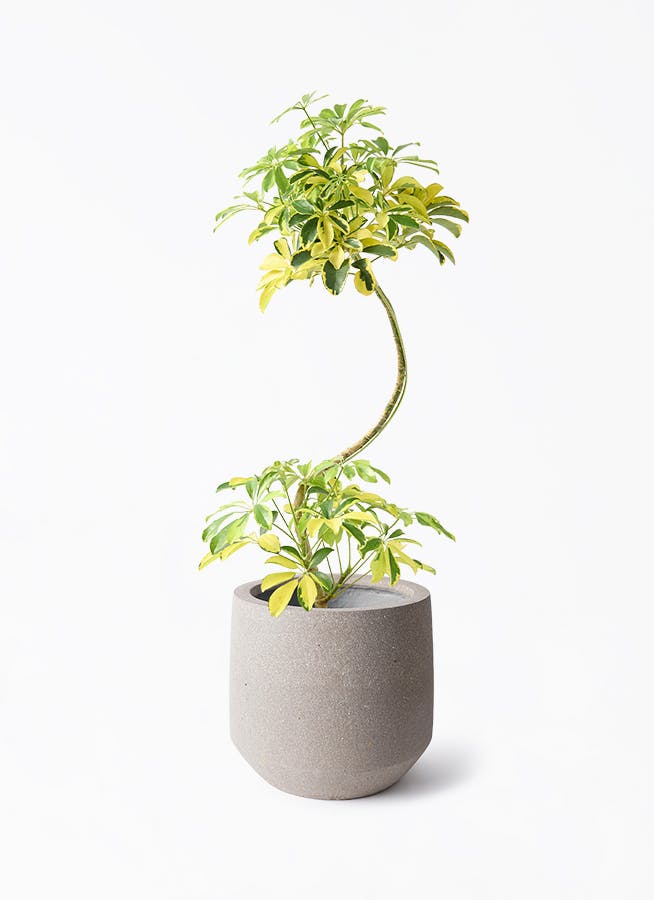 カラーサンドアート　コーヒーの木　観葉植物　シェフレラ　カポック 観葉植物 カポック（シェフレラ） 7号 ノーマル アートストーン