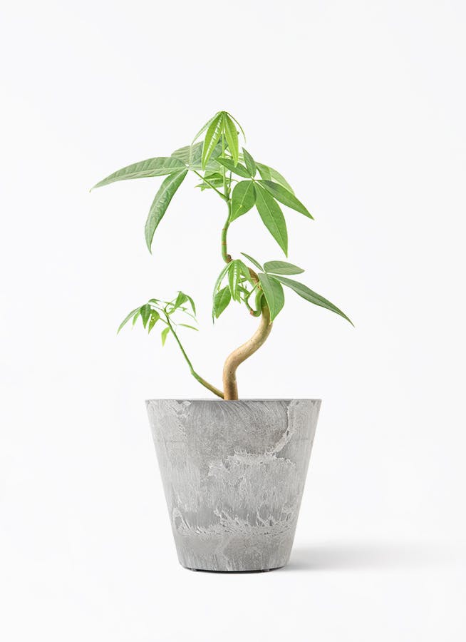 観葉植物 フィロデンドロン 3号 セローム ヒトデカズラ アートストーン