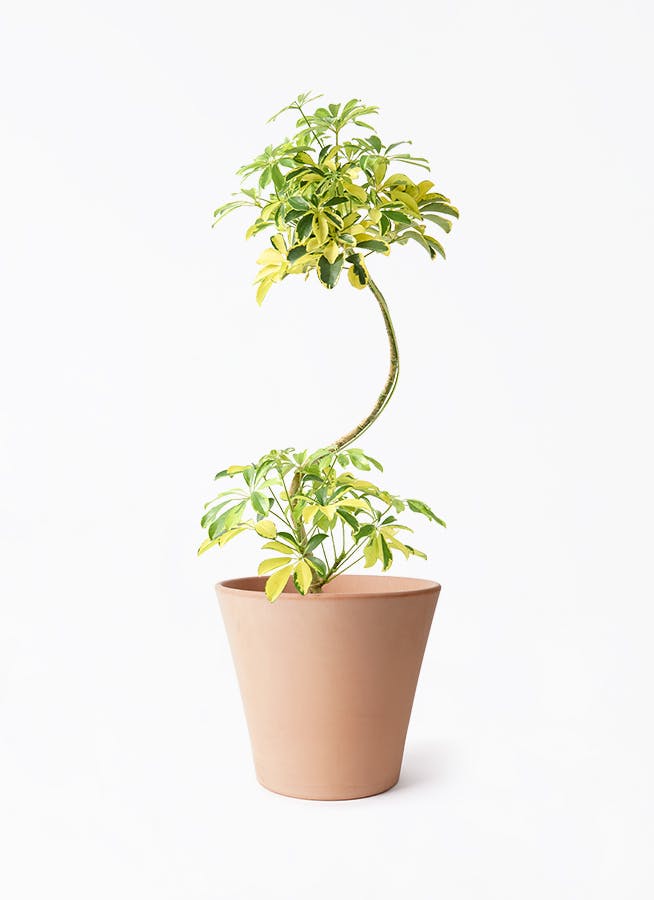 カラーサンドアート　コーヒーの木　観葉植物　シェフレラ　カポック カラーサンドアート コーヒーの木 観葉植物 シェフレラ カポック