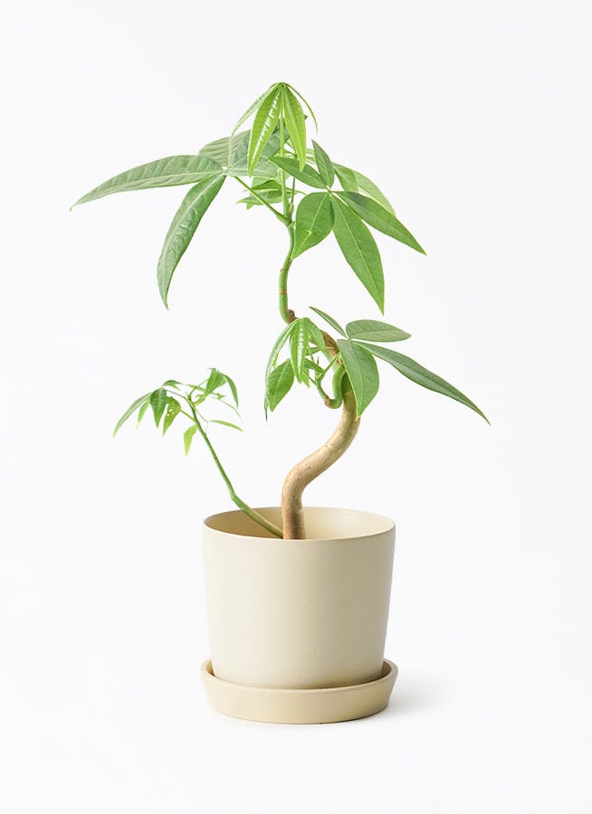 3号サイズの観葉植物 | 通販専門店 HitoHana（ひとはな）
