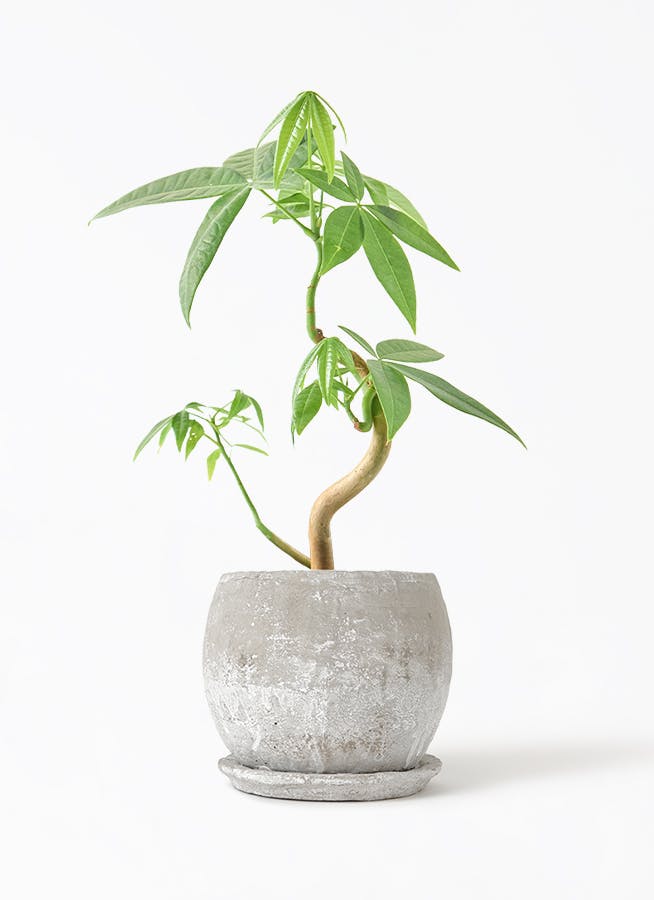 パキラ | 観葉植物の通販ならHitoHana（ひとはな）