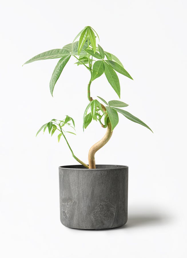 3,000円～5,000円の観葉植物 | 送料無料でお届け | Hitohana