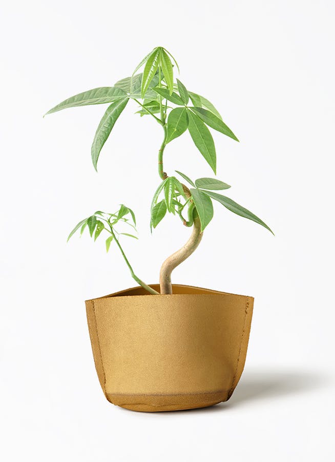 観葉植物 パキラ 3号 実生 レザーポット 10 マスタード 付き | 観葉