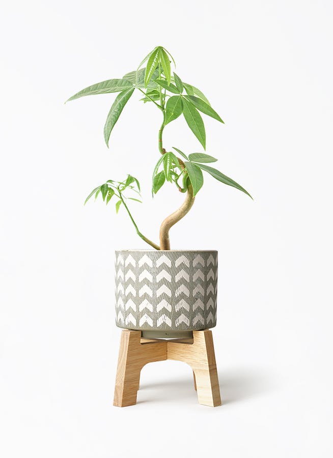 パキラ | 観葉植物の通販ならHitoHana（ひとはな）