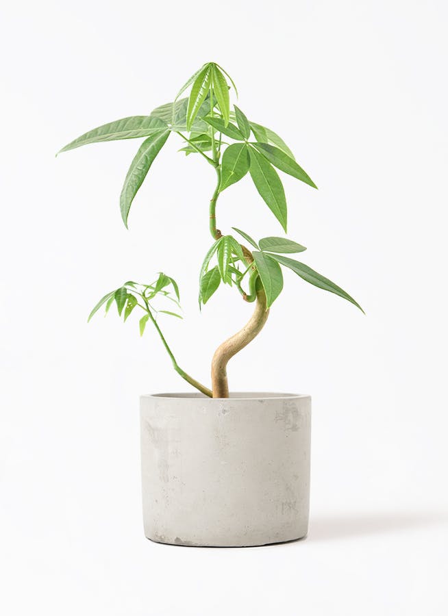 パキラ | 観葉植物の通販ならHitoHana（ひとはな）