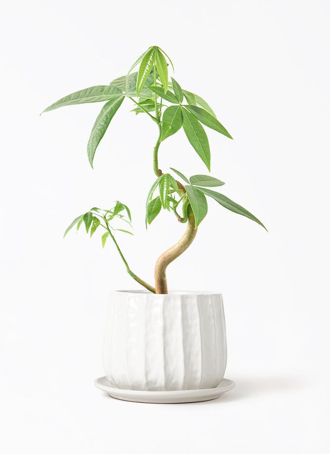パキラ 実生（みしょう） | 観葉植物の通販ならHitoHana