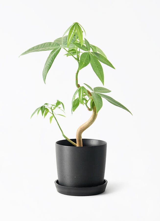 3号サイズの観葉植物 | 通販専門店 HitoHana（ひとはな）